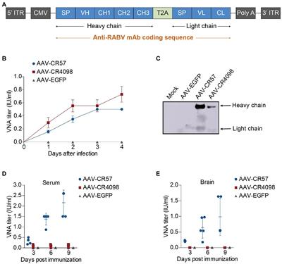 Preexposure and Postexposure Prophylaxis of Rabies With Adeno-Associated Virus Expressing Virus-Neutralizing Antibody in Rodent Models